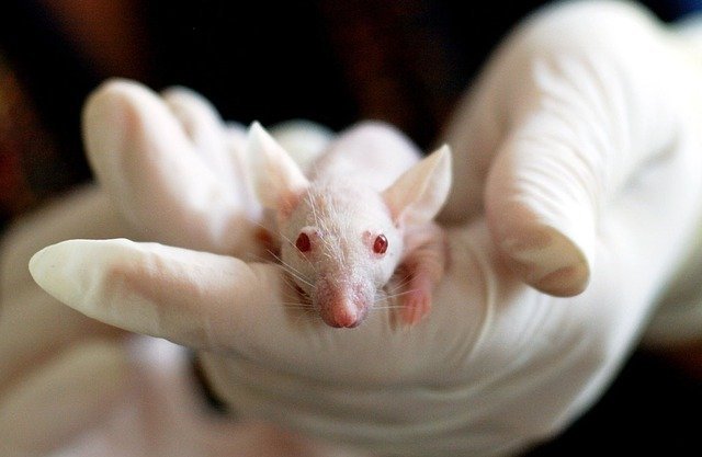 Mouse model cancer research